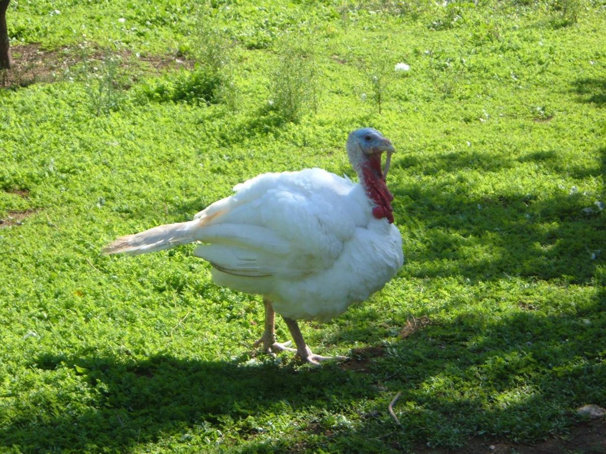 Azienda Agricola Sinisi Cerveteri Luaran gambar