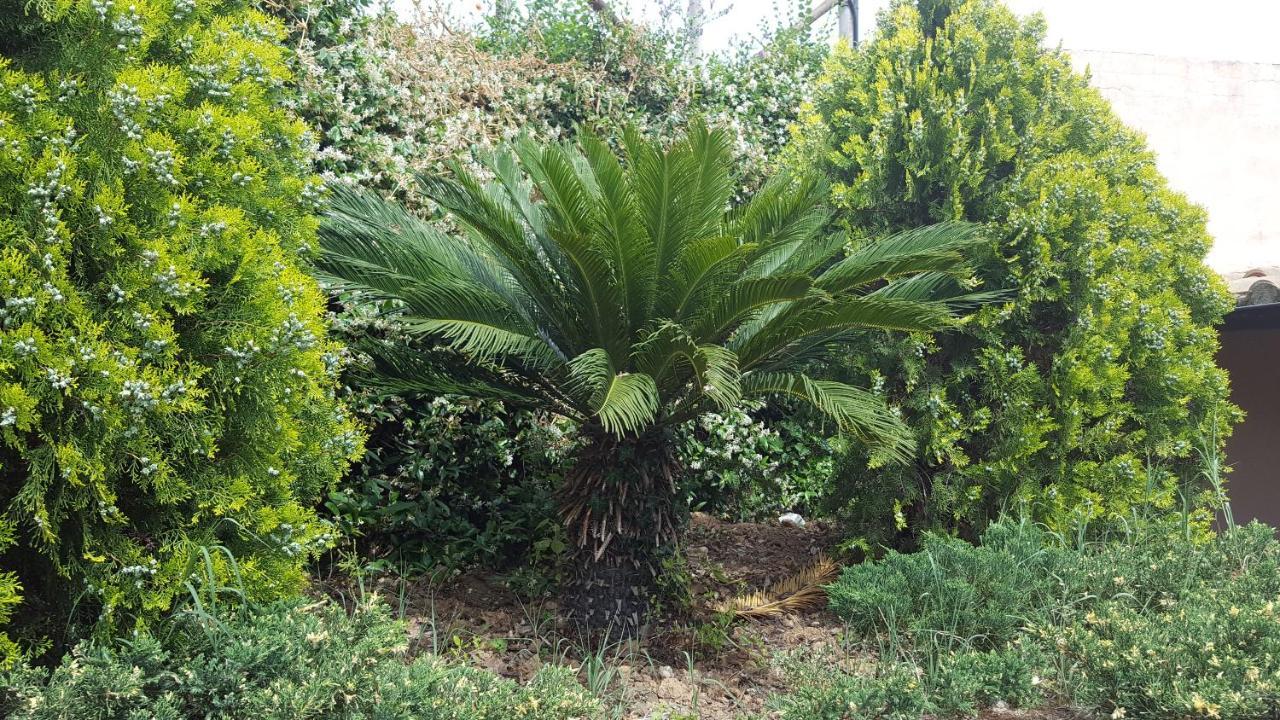 Azienda Agricola Sinisi Cerveteri Luaran gambar