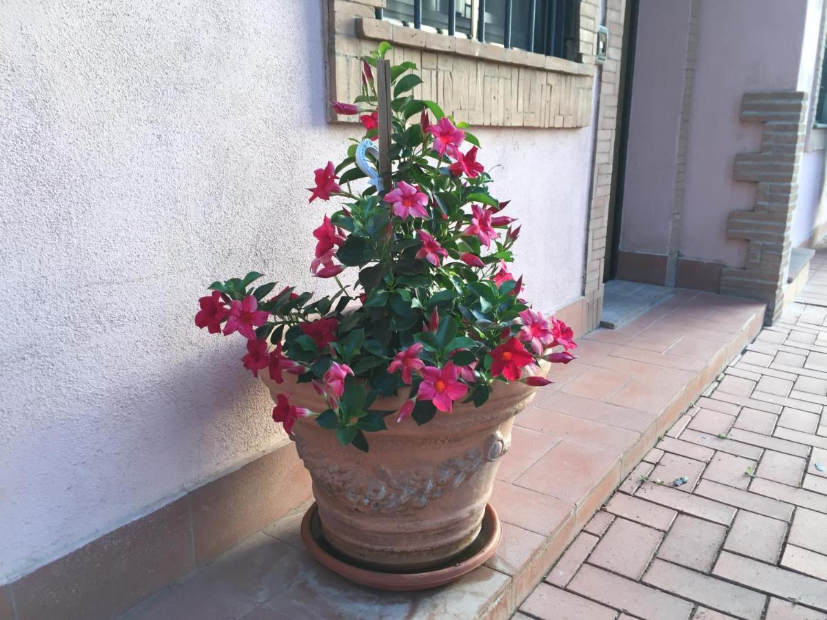 Azienda Agricola Sinisi Cerveteri Luaran gambar