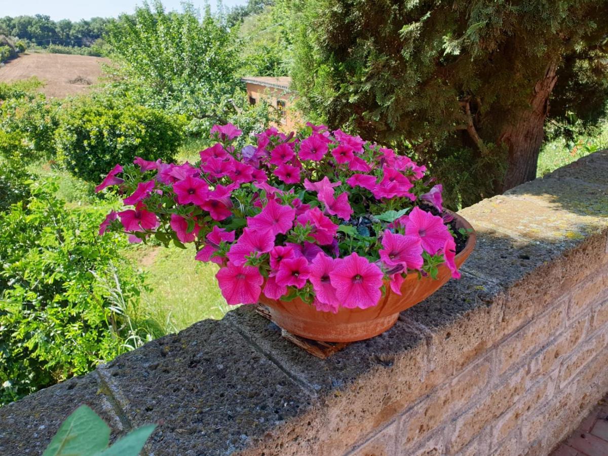 Azienda Agricola Sinisi Cerveteri Luaran gambar